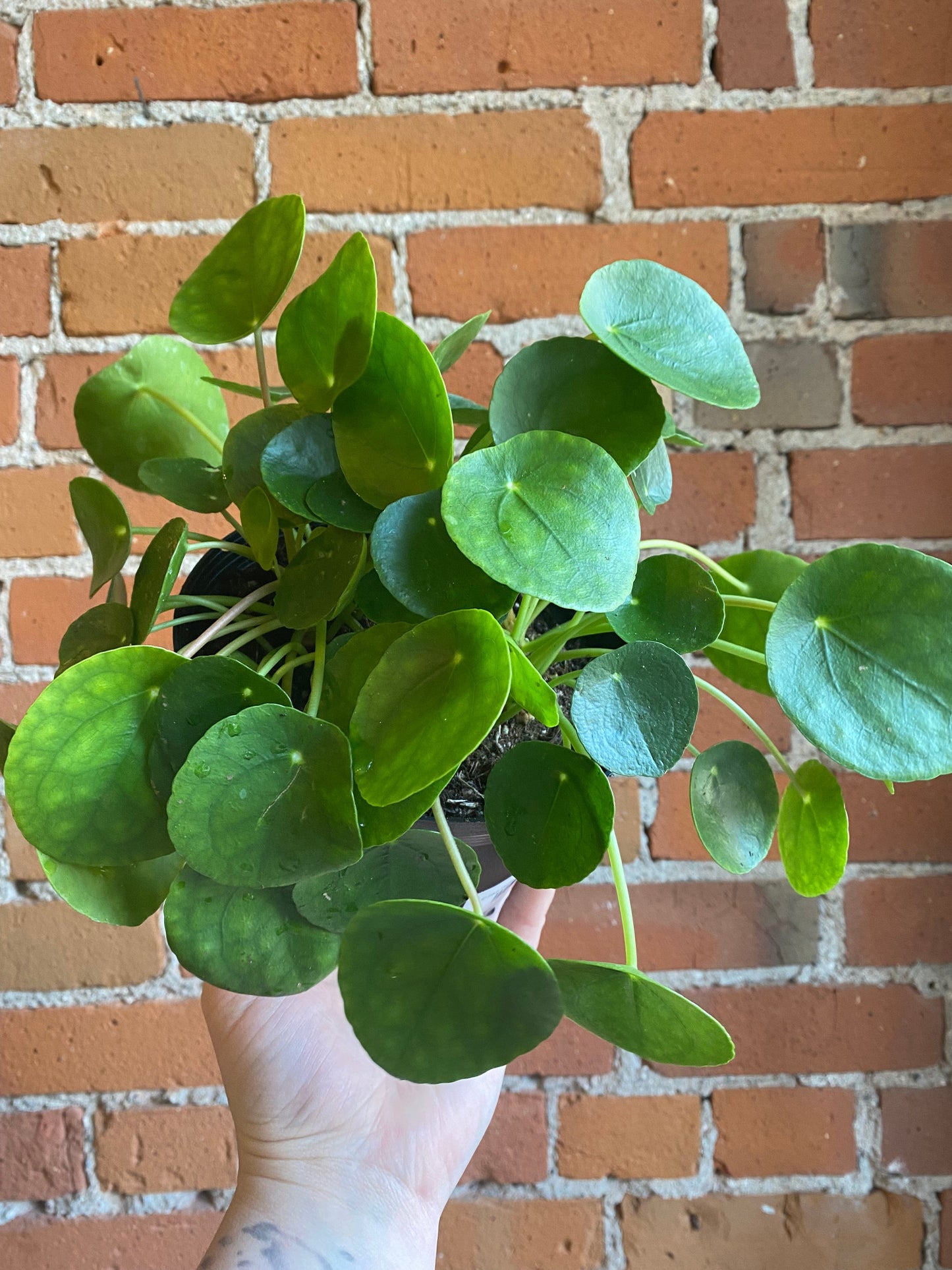 Plant Goals Plant Shop 6" Pilea Peperomioides | Friendship Plant