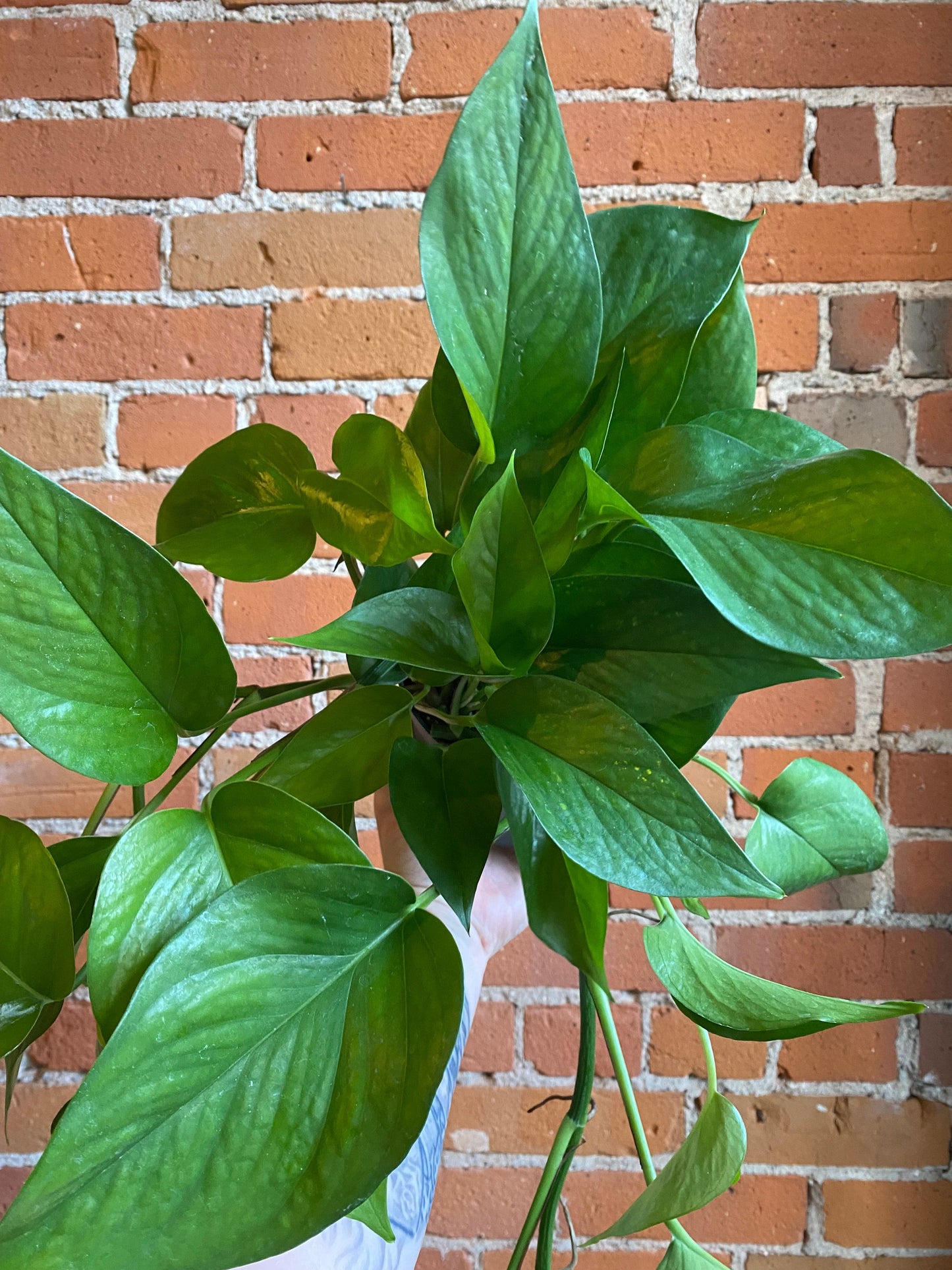 Plant Goals Plant Shop 6" Pothos Green Jade