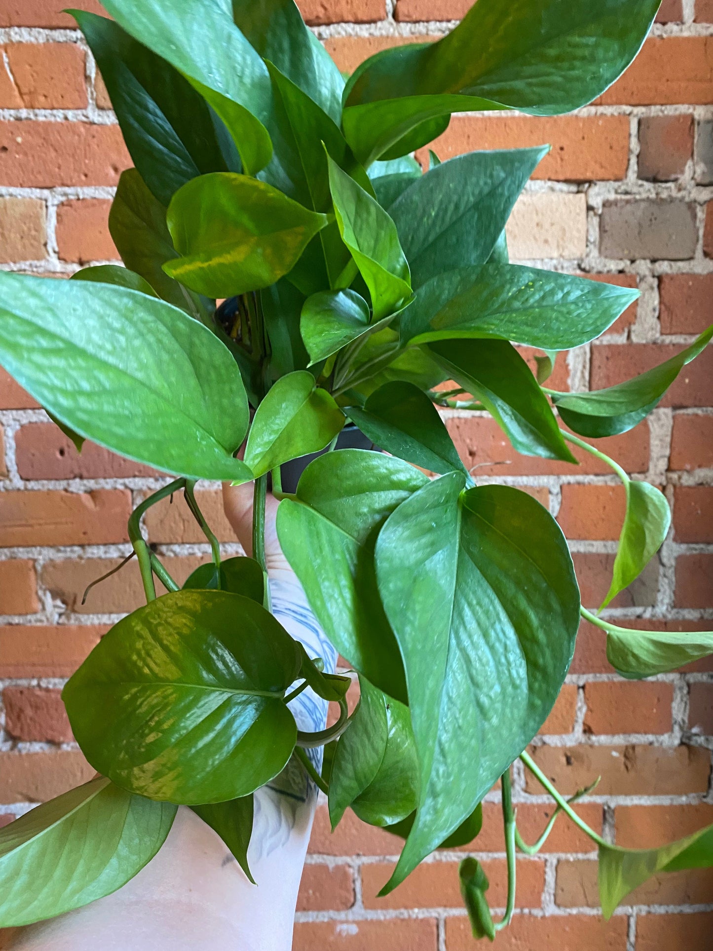 Plant Goals Plant Shop 6" Pothos Green Jade