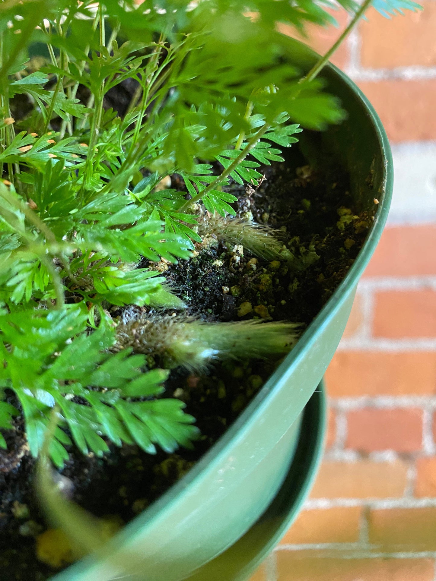 Plant Goals Plant Shop 6" Rabbit's Foot Fern