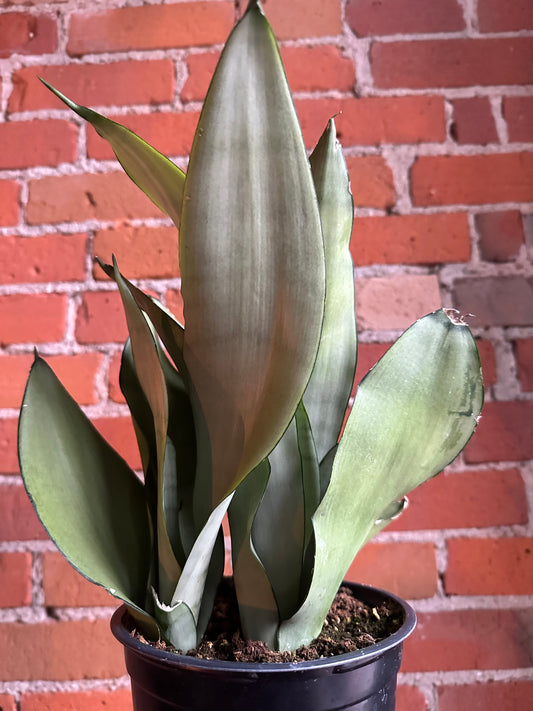 Plant Goals Plant Shop 6" Sansevieria Moonshine