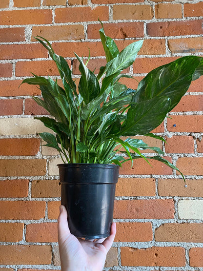 Plant Goals Plant Shop 6" Spathiphyllum Domino