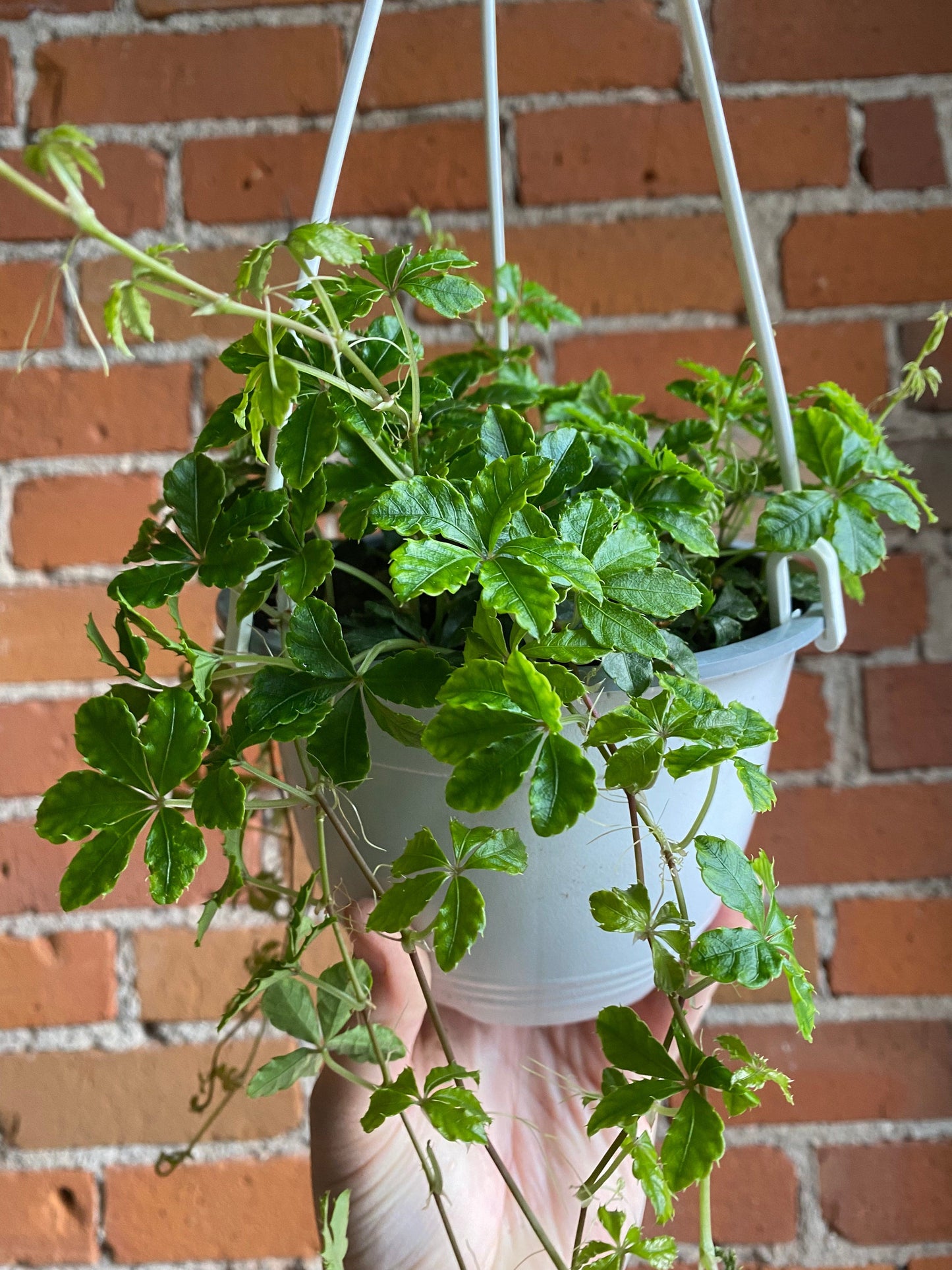 Plant Goals Plant Shop 6" Sugar Vine Hanging Basket