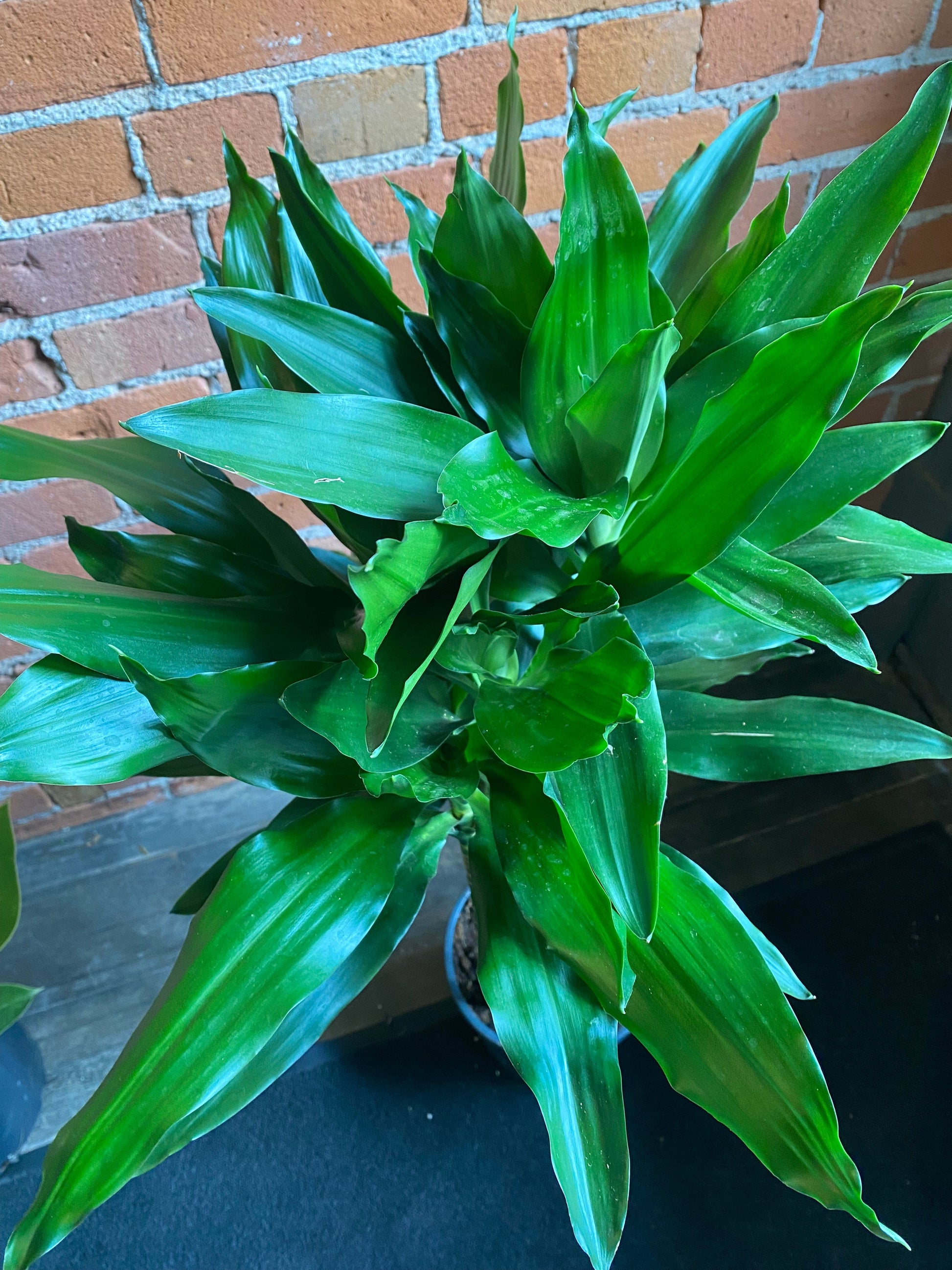 8.25" Dracaena Cintho Cane Green – Plant Goals