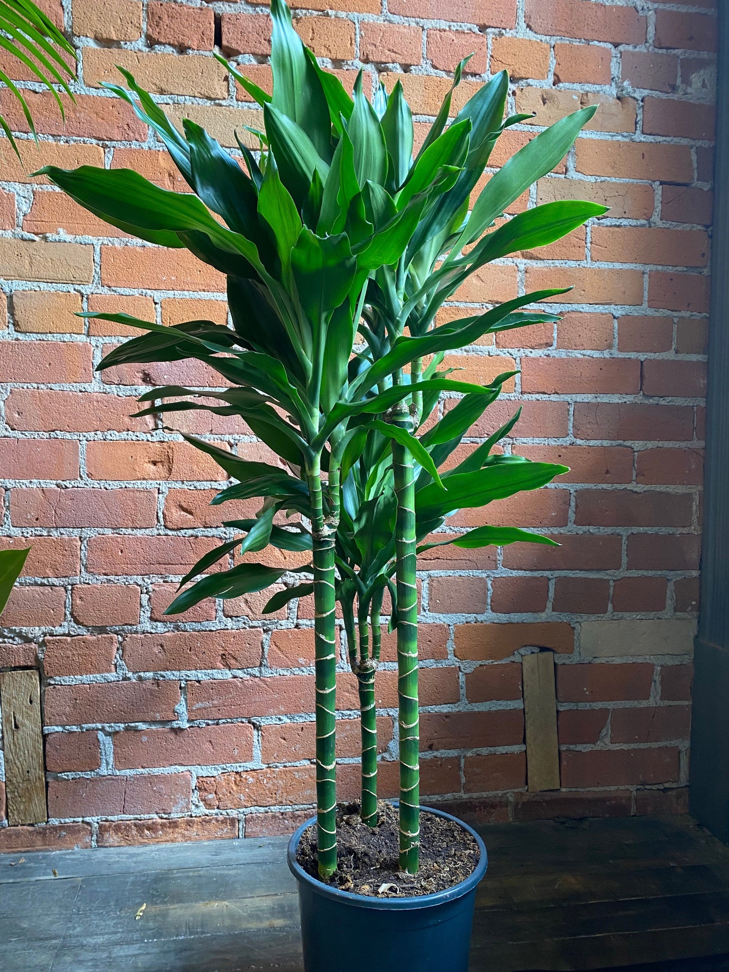 8.25" Dracaena Cintho Cane Green – Plant Goals