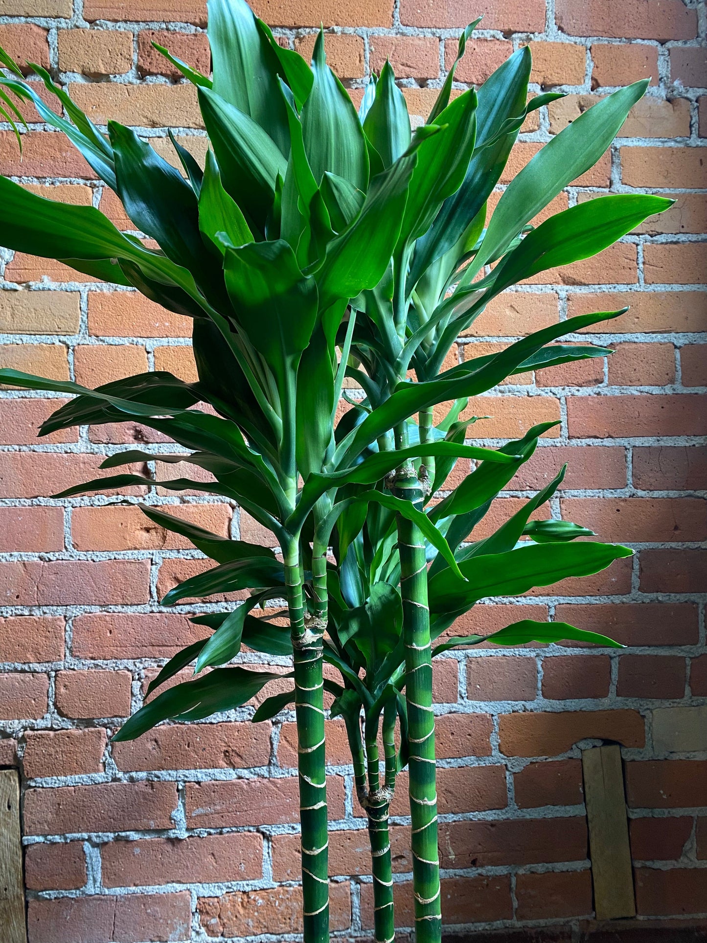 8.25" Dracaena Cintho Cane Green – Plant Goals