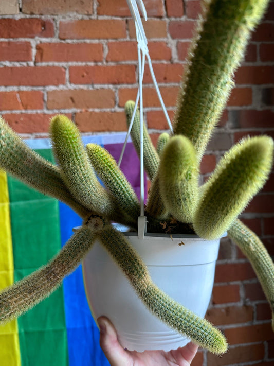 Plant Goals Plant Shop 8" Golden Rat Tail Cactus Hanging Basket | Cleistocactus Winteri