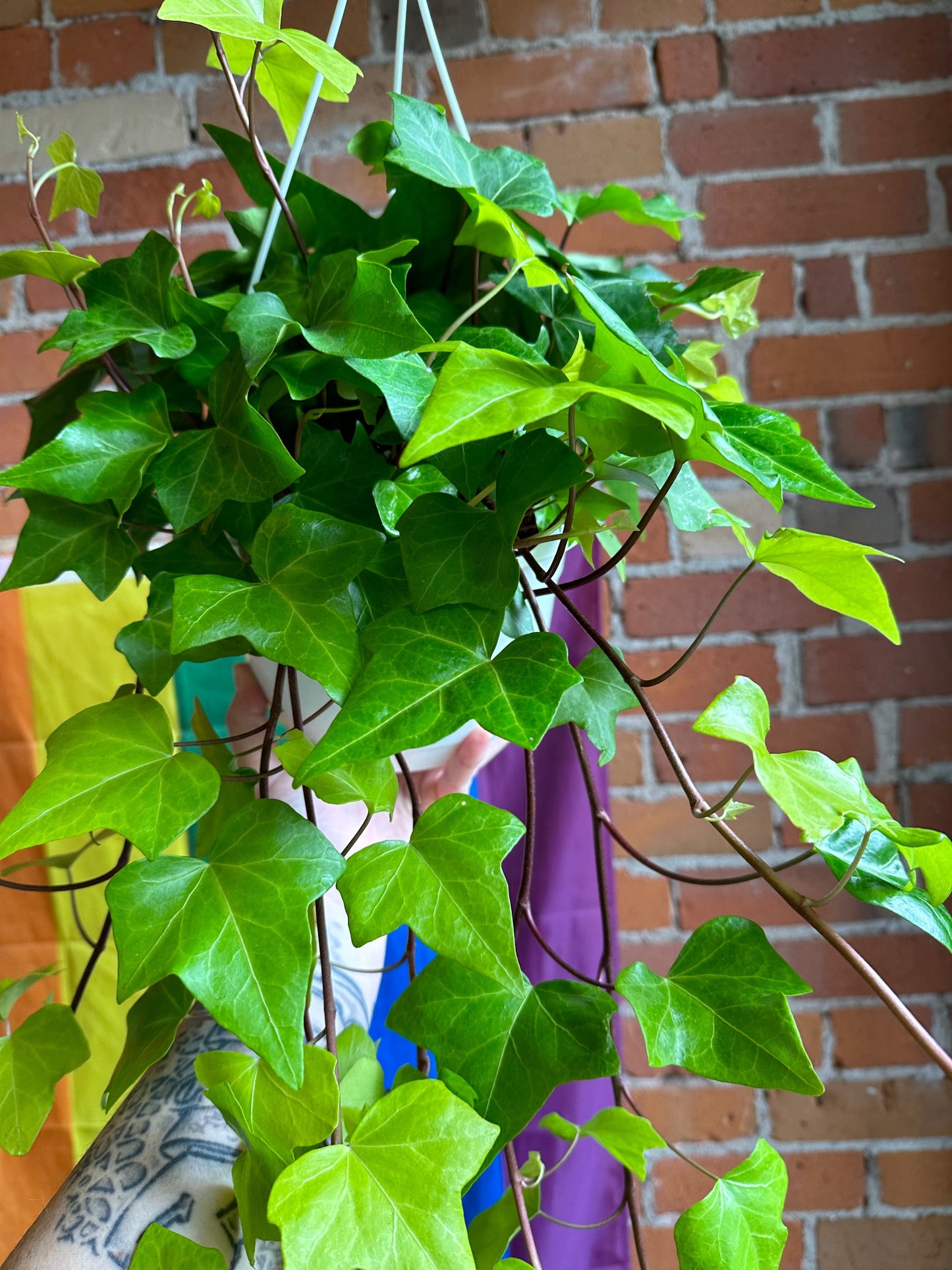 Plant Goals Plant Shop 8" Montgomery Lime Ivy Hanging Basket