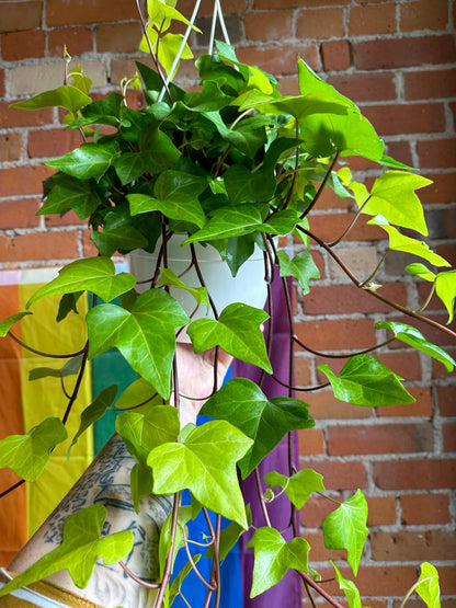 Plant Goals Plant Shop 8" Montgomery Lime Ivy Hanging Basket