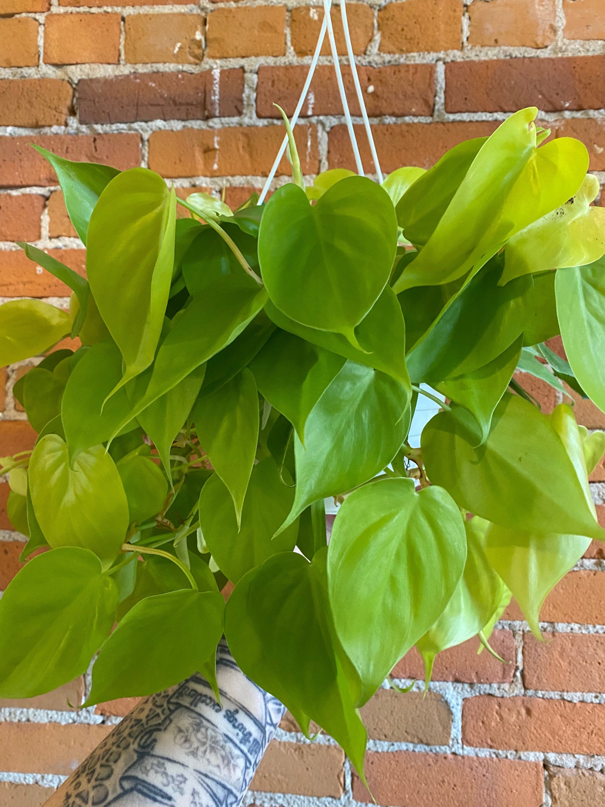 Plant Goals Plant Shop 8" Philodendron Lemon Cordatum Hanging Basket