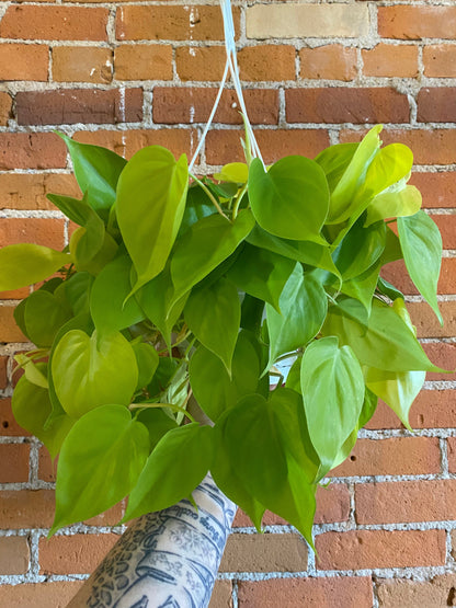 Plant Goals Plant Shop 8" Philodendron Lemon Cordatum Hanging Basket