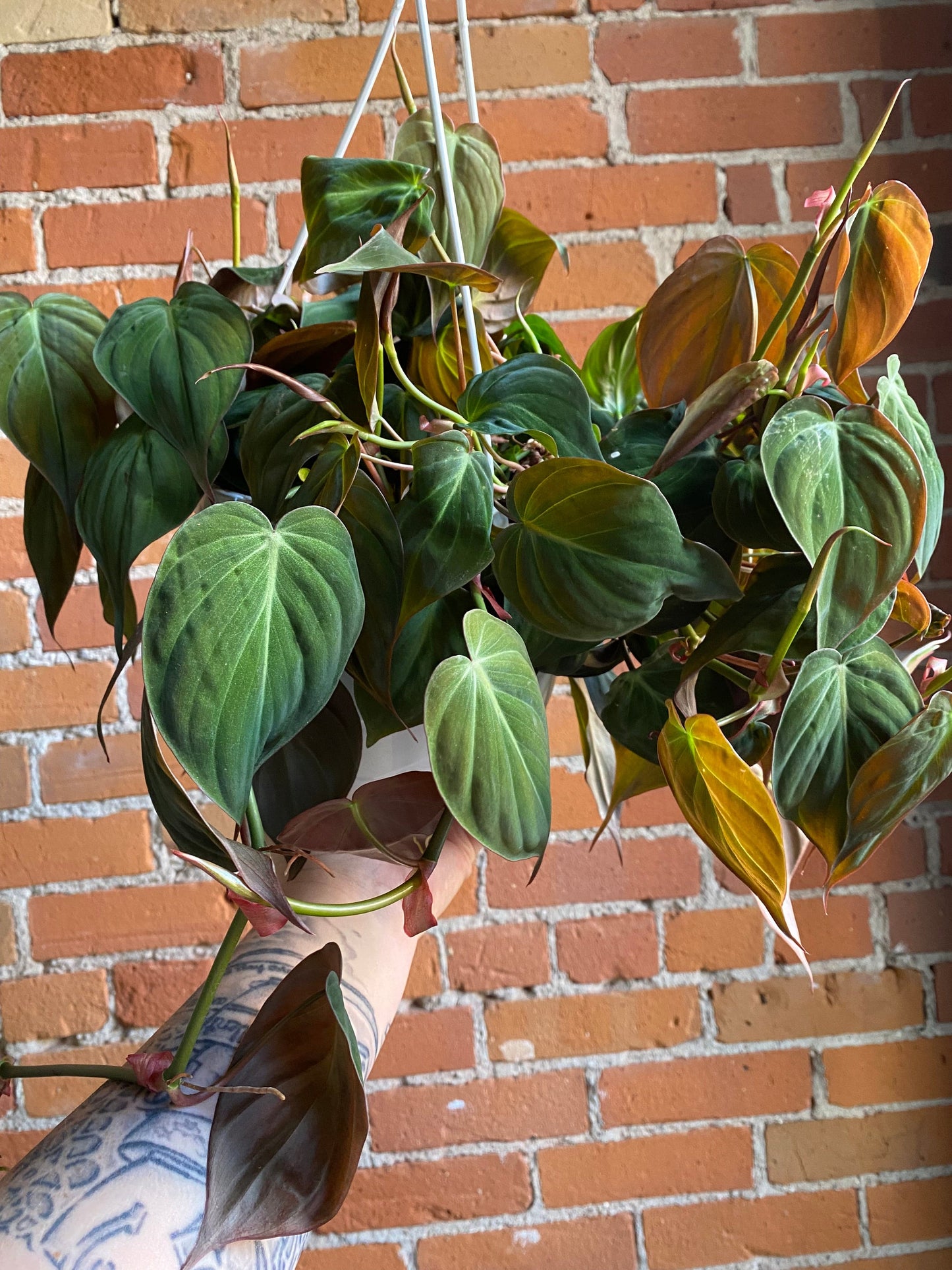 Plant Goals Plant Shop 8" Philodendron Micans Hanging Basket