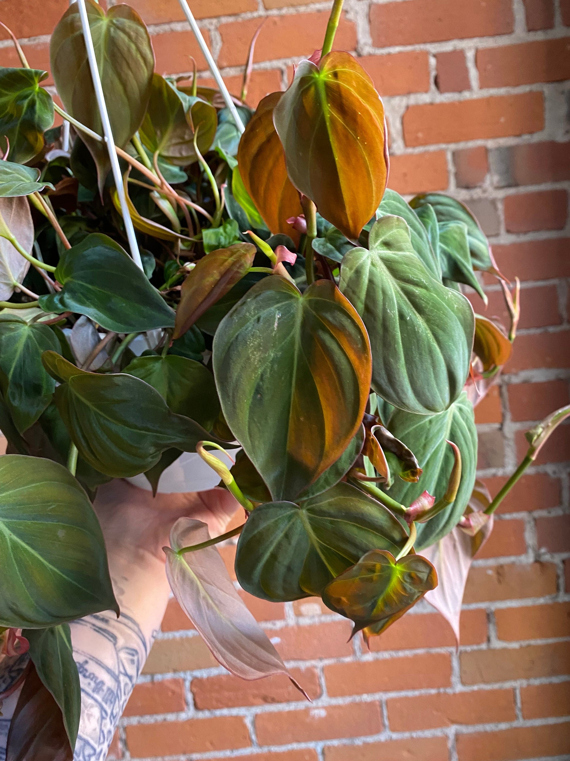 Plant Goals Plant Shop 8" Philodendron Micans Hanging Basket
