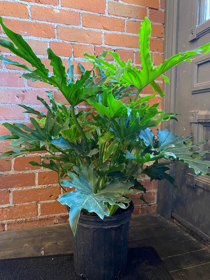 Plant Goals Plant Shop 8" Philodendron Selloum Hope