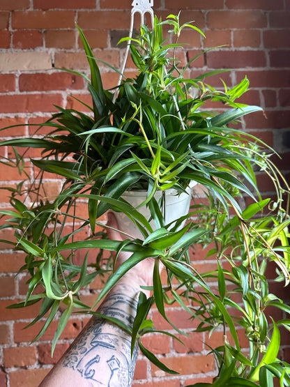 Plant Goals Plant Shop 8" Spider Plant Green Hanging Basket