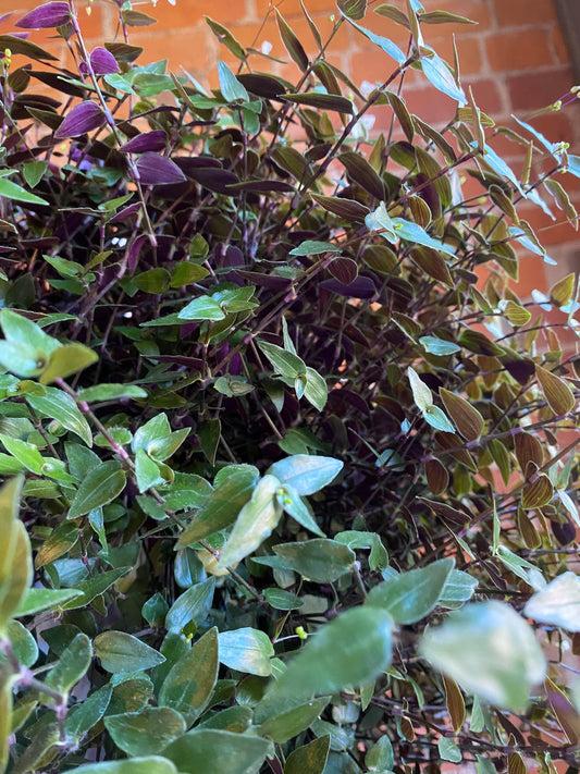 Plant Goals Plant Shop 8" Tahitian Bridal Veil Hanging Basket