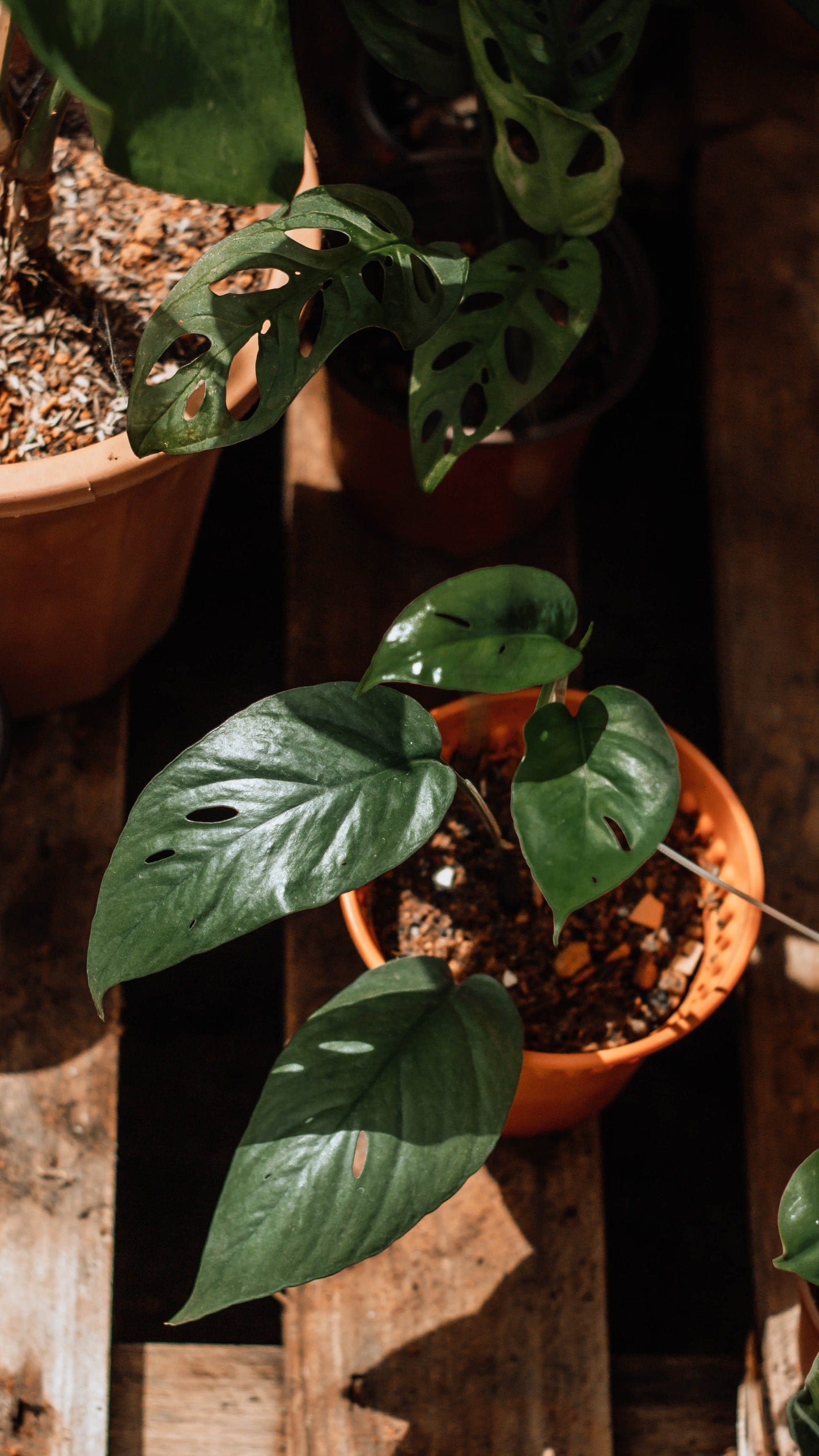 Plant Goals Plant Shop Original Blend: Tropical Houseplant Soil | 2L