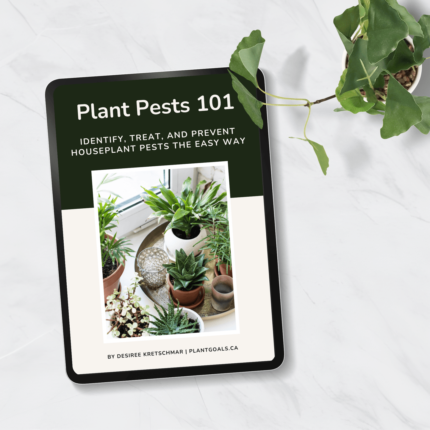 Plant Goals Plant Shop Plant Pests 101: Identify, Treat, And Prevent Houseplant Pests The Easy Way