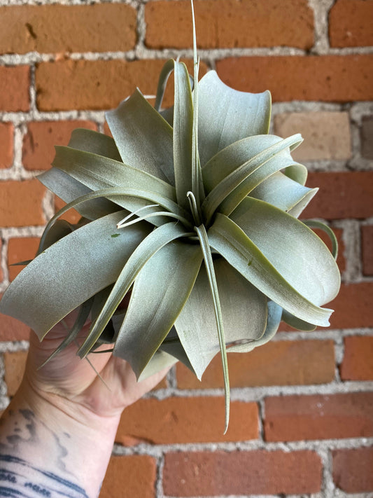 Plant Goals Plant Shop Tillandsia Xerographica