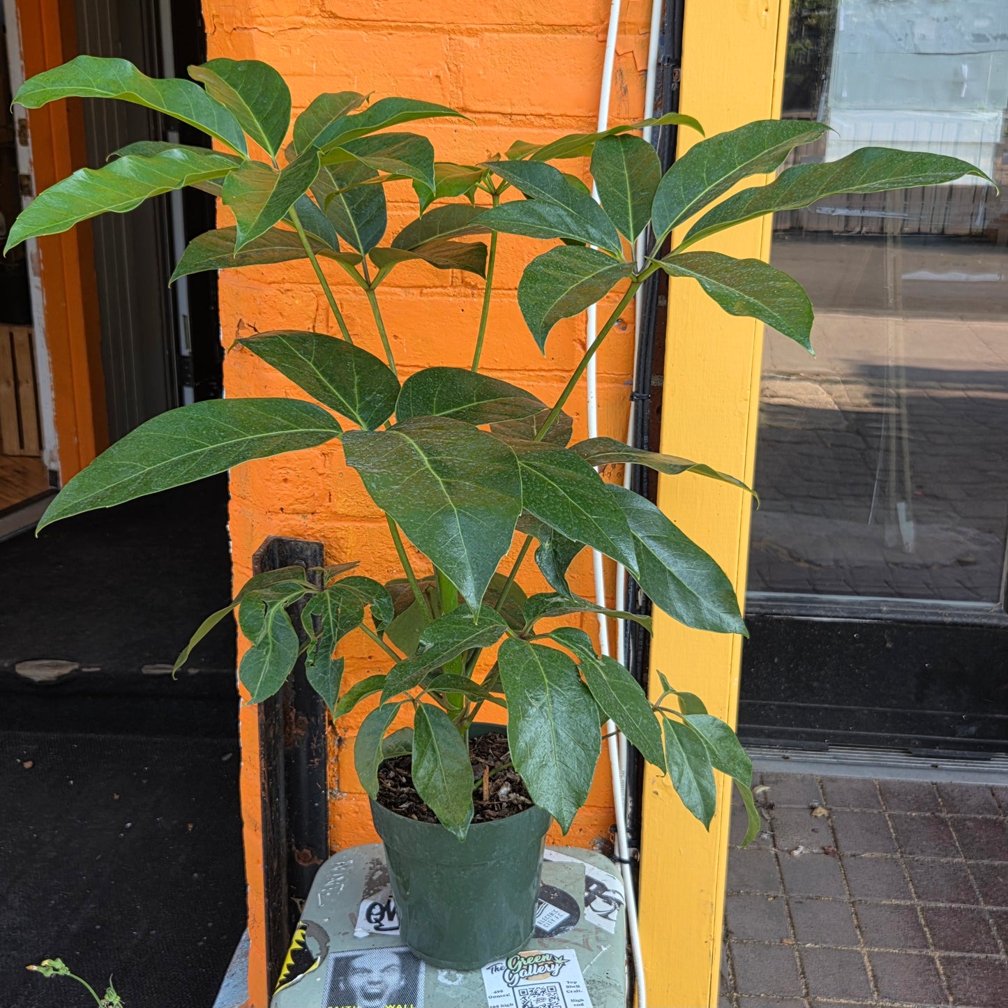 6" Schefflera Amate