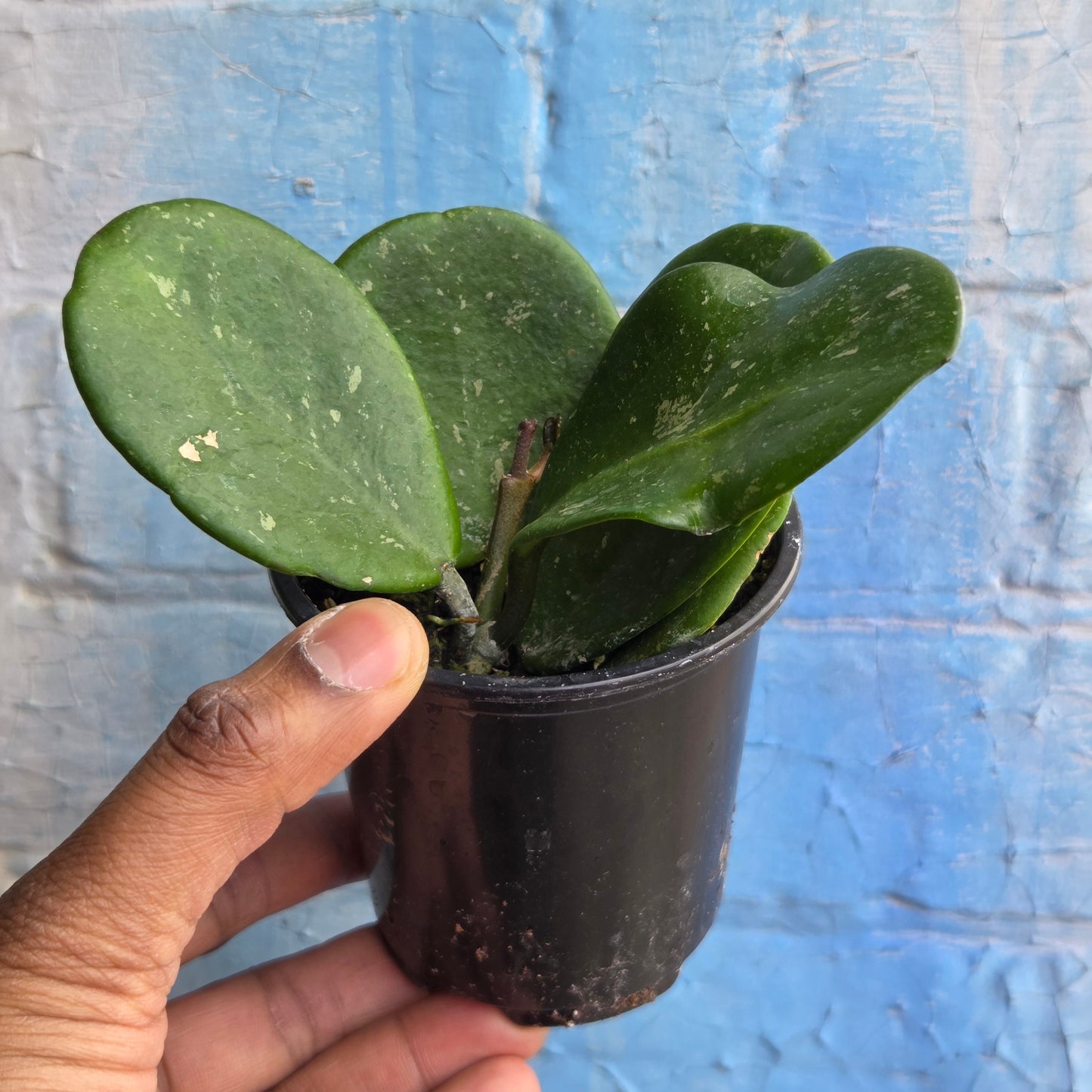 3.5" Hoya Obovata