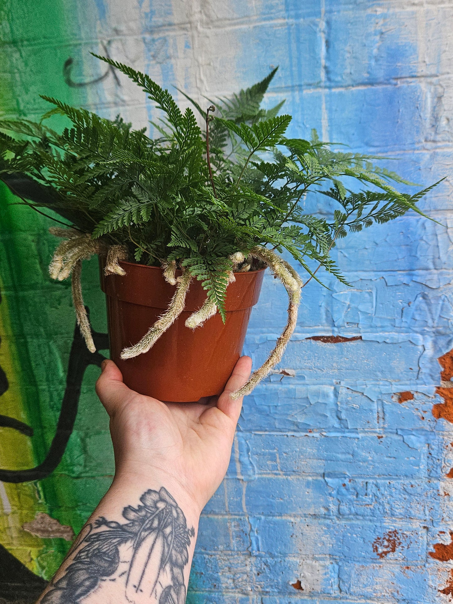 6" Rabbit's Foot Fern