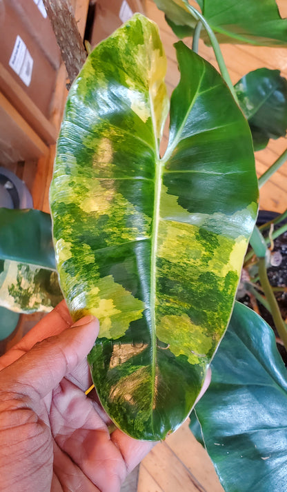 10" Variegated Philodendron Burle Marx