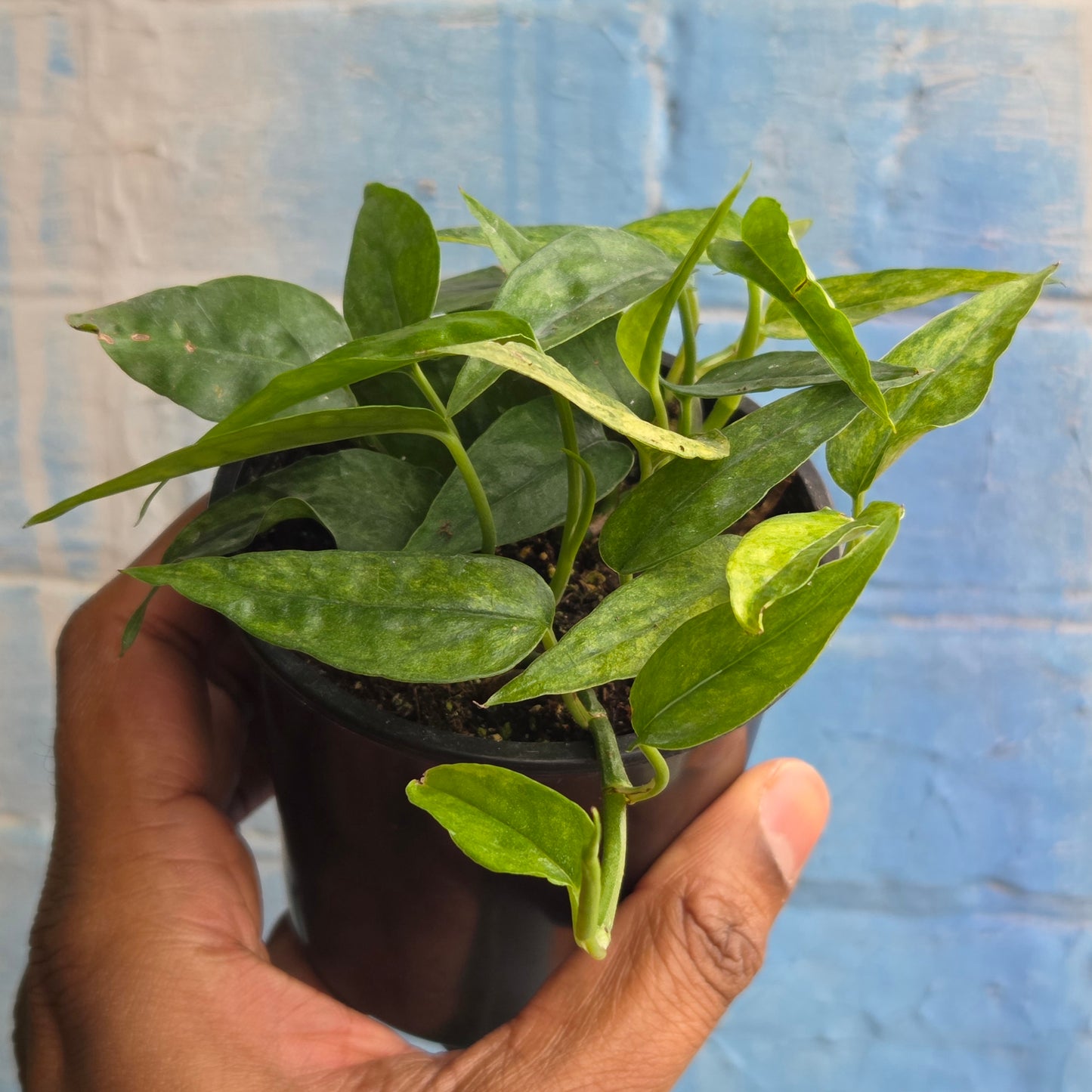 3.5" Epipremnum Pinnatum Yellow Mint