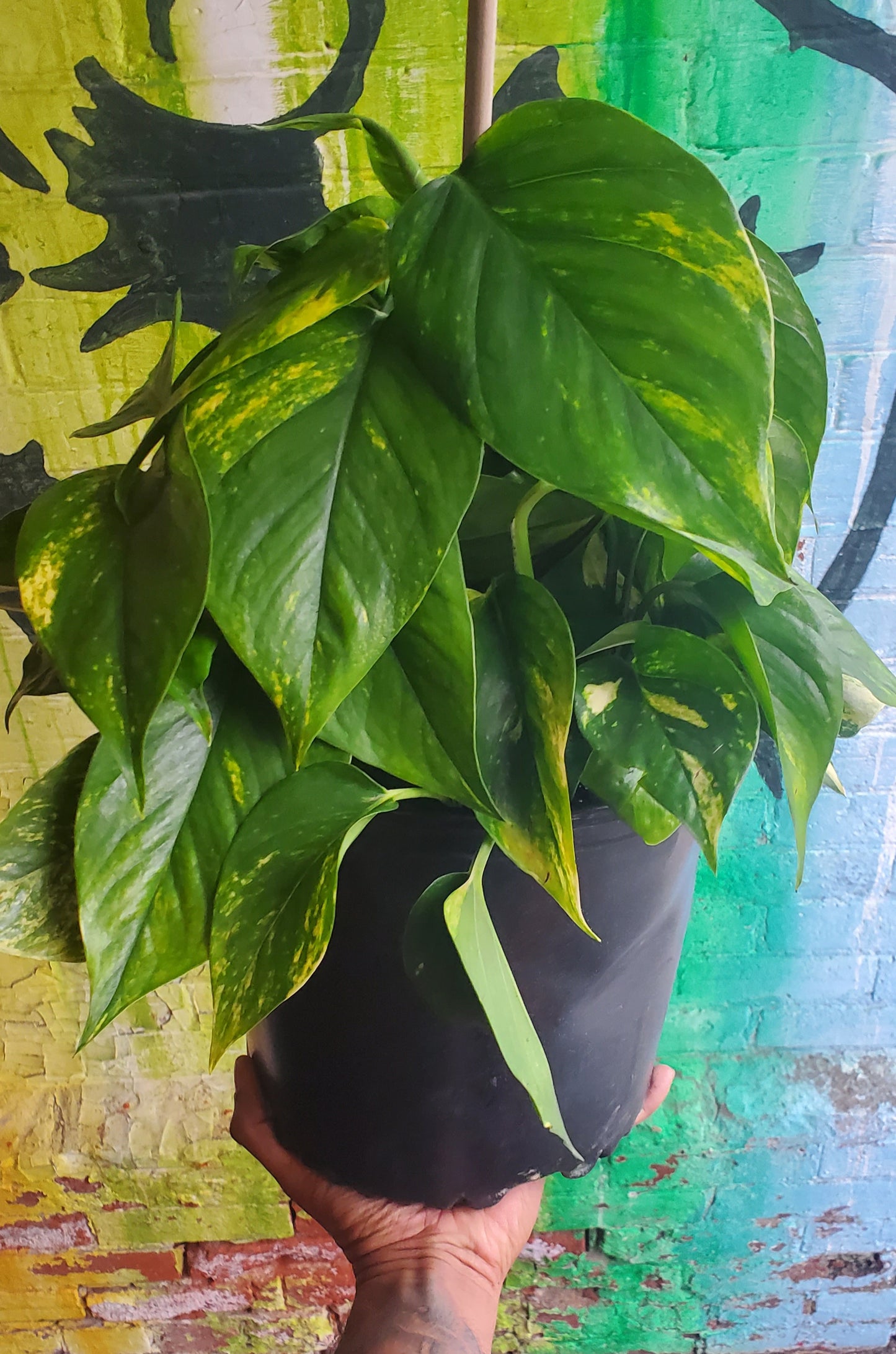 10" Pothos Golden Totem