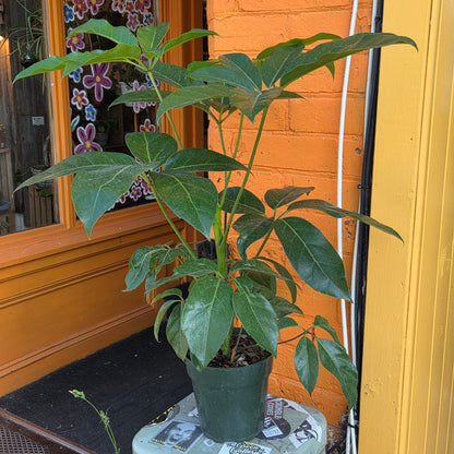 6" Schefflera Amate