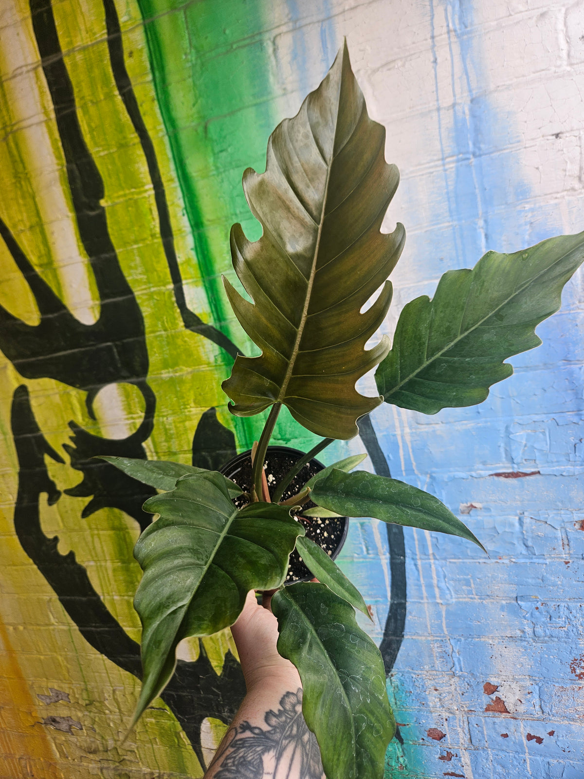 6" Philodendron Caramel Pluto