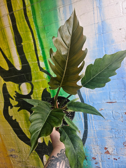 6" Philodendron Caramel Pluto