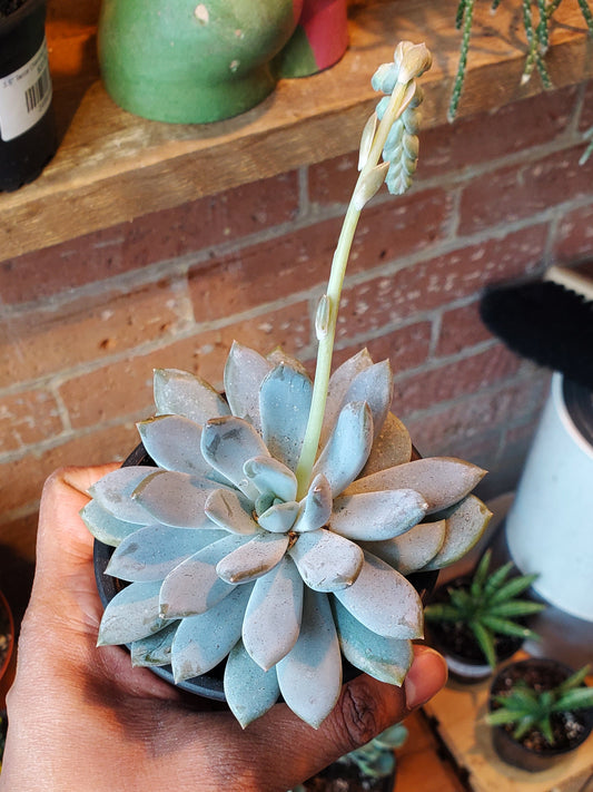 3.5" Sedeveria Lilac Mist