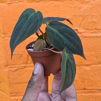 2.5" Philodendron Micans