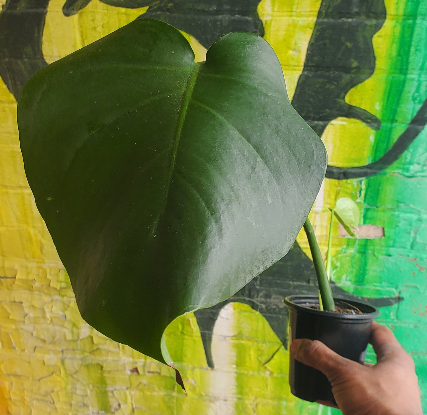 4" Monstera Deliciosa