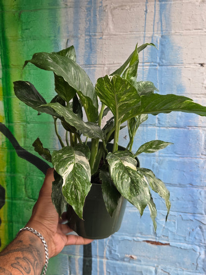 6" Spathiphyllum Diamond