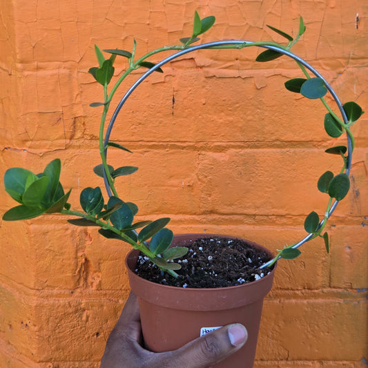 5" Hoya cumingiana w/hoop