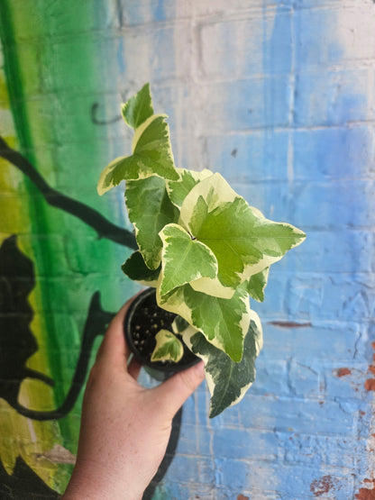 3.5" Variegated Algerian Ivy