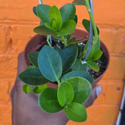 5" Hoya cumingiana w/hoop