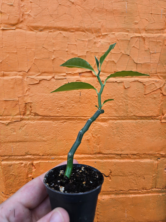 2.5" Devil's Backbone Euphorbia tithymaloides