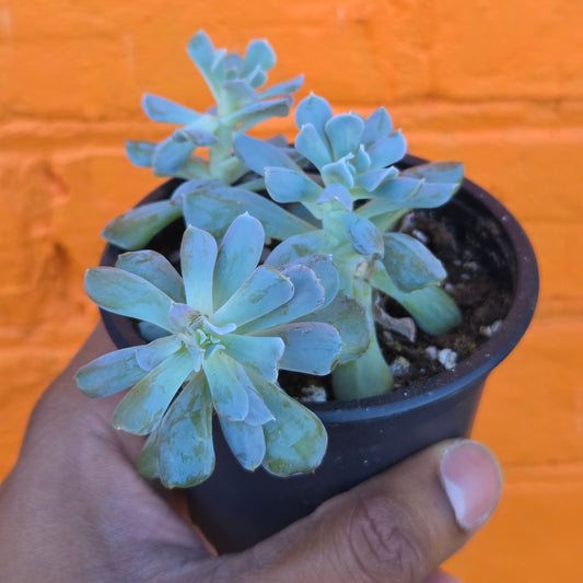 3.5" Echeveria Runyonii
