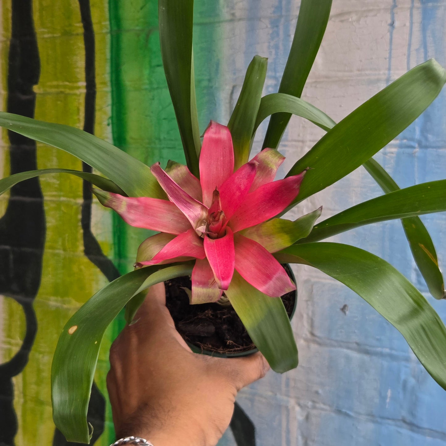 4" Bromeliad Guzmania Pink (TAC)