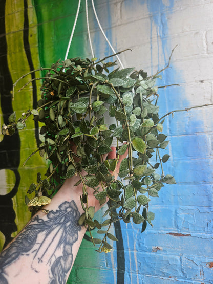 6" Hoya Krohniana Super Silver Hanging Basket