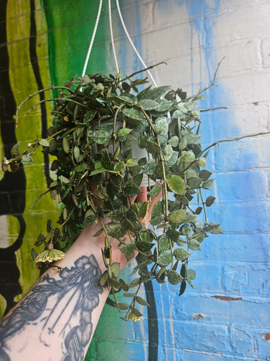 6" Hoya Krohniana Super Silver Hanging Basket