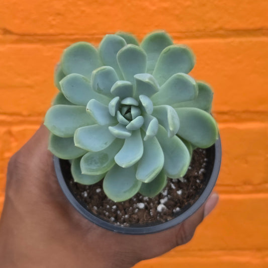 3.5" Echeveria Aurora