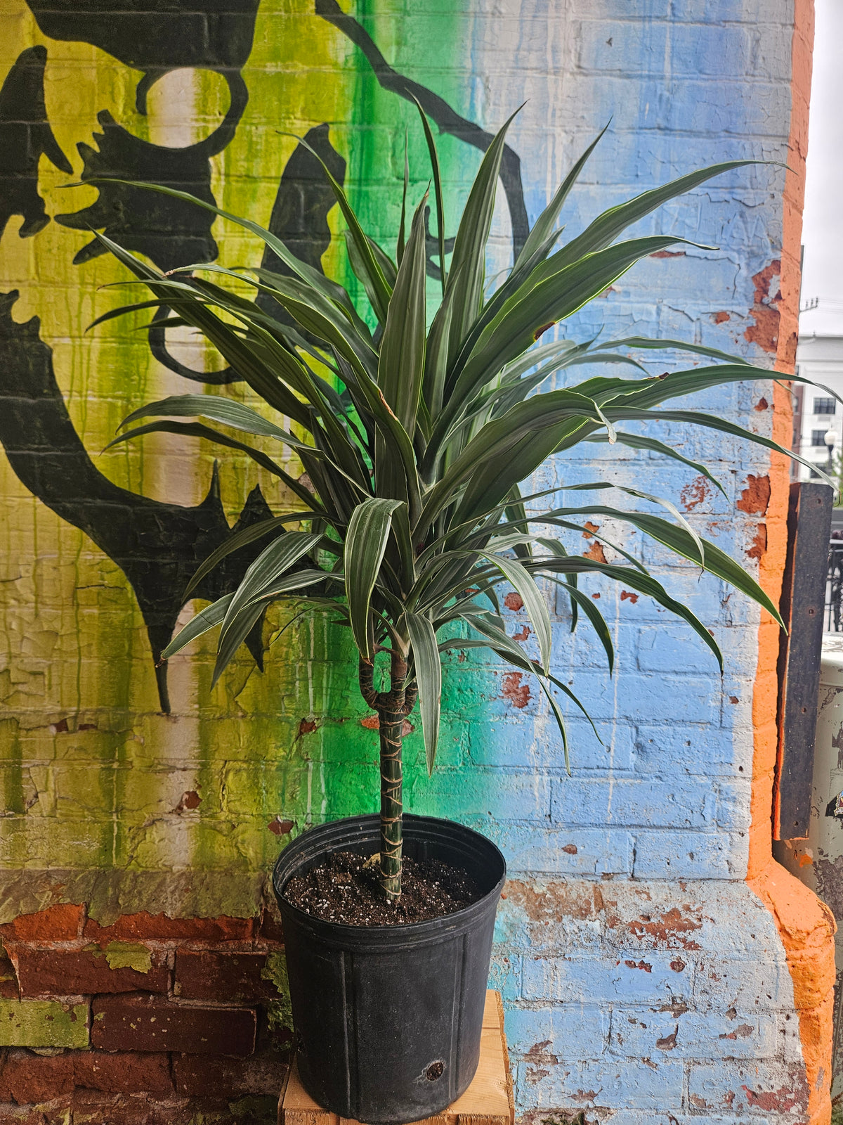 10" Dracaena Warneckii