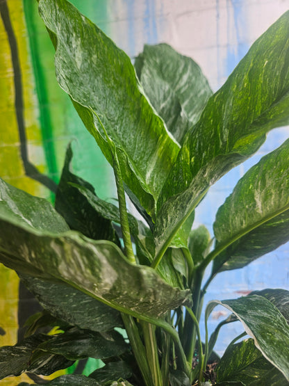 6" Spathiphyllum Diamond