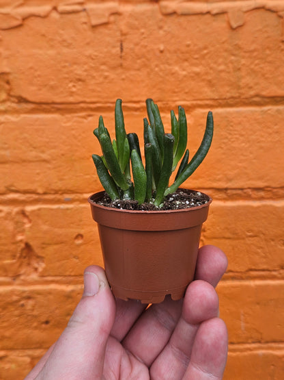 2.5" Crassula Ovata Hobbit