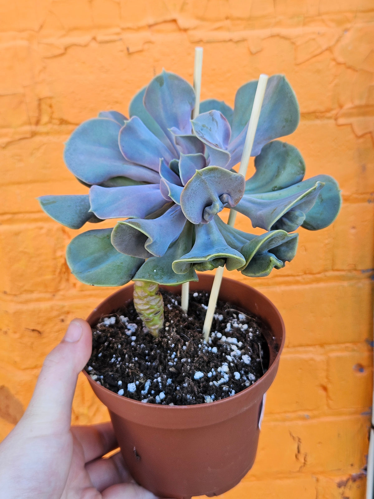 6" Echeveria Valkyrie