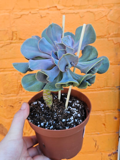 6" Echeveria Valkyrie